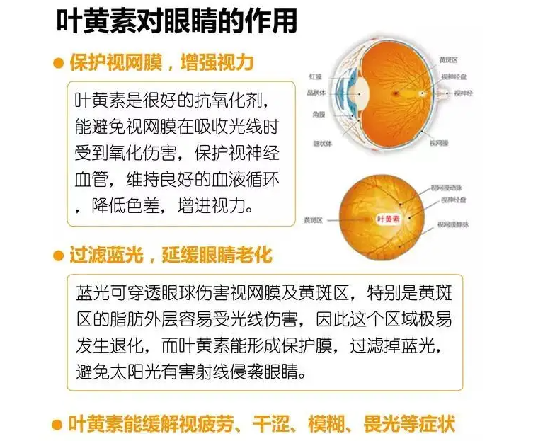 叶黄素的功效