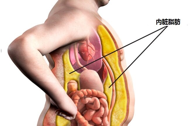 内脏脂肪对身体健康有哪些危害