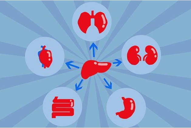 肝代谢紊乱：疾病的“幕后黑手”
